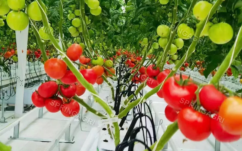گلخانه مولتی اسپن گوجه فرنگی پلاستیکی